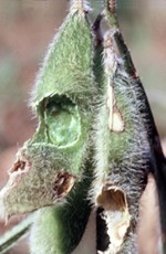 Pod feeding from grasshoppers